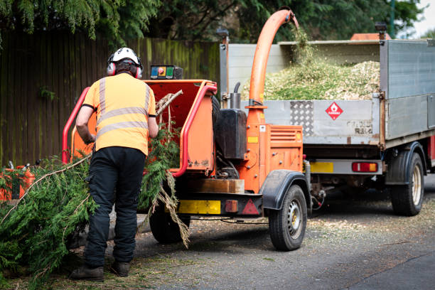 Best Tree Health Inspection  in USA